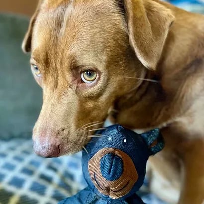Unbearable™ - Durable Chew Toy