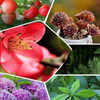 GreenBoost™ – Highly Concentrated Fertilizer for New Plant Growth