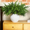 Natural Christmas Greenery Norfolk Pine Branch
