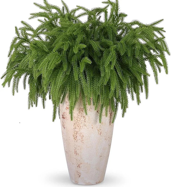 Natural Christmas Greenery Norfolk Pine Branch