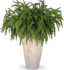 Natural Christmas Greenery Norfolk Pine Branch