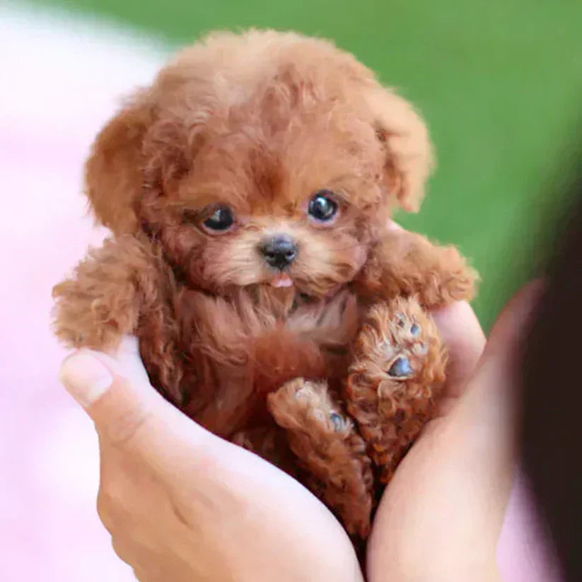 Nico™ | Original Realistic Robot Puppy🐶