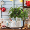 Natural Christmas Greenery Norfolk Pine Branch