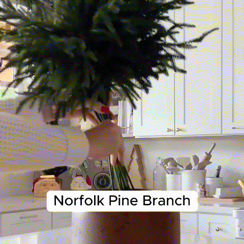 Natural Christmas Greenery Norfolk Pine Branch