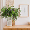 Natural Christmas Greenery Norfolk Pine Branch