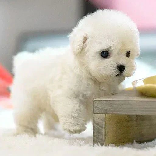 Nico™ | Original Realistic Robot Puppy🐶