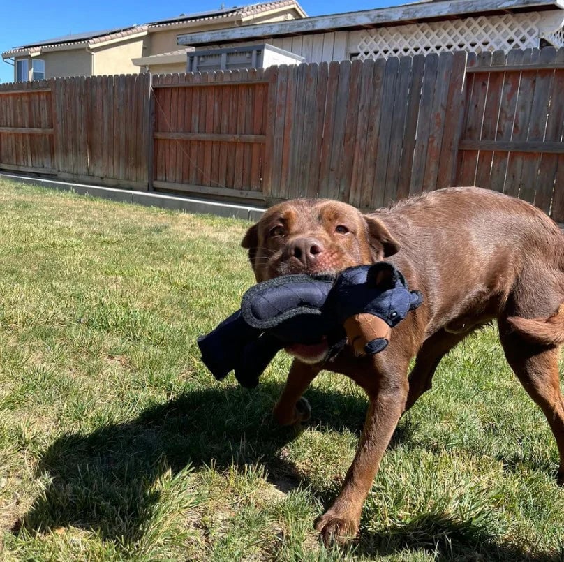Unbearable™ - Durable Chew Toy