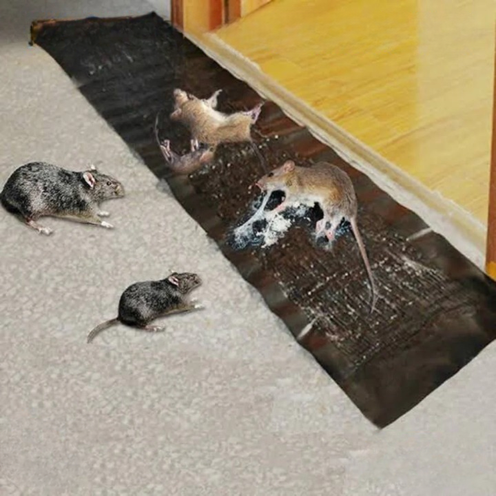 Rat Sticky Trap – Extra Strong Adhesion for Effective Pest Control