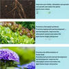 GreenBoost™ – Highly Concentrated Fertilizer for New Plant Growth