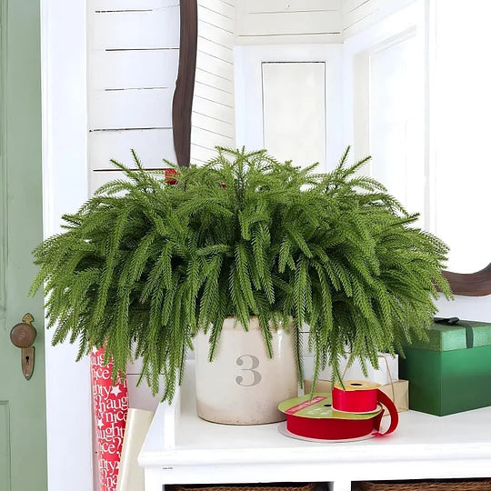 Natural Christmas Greenery Norfolk Pine Branch