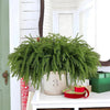 Natural Christmas Greenery Norfolk Pine Branch